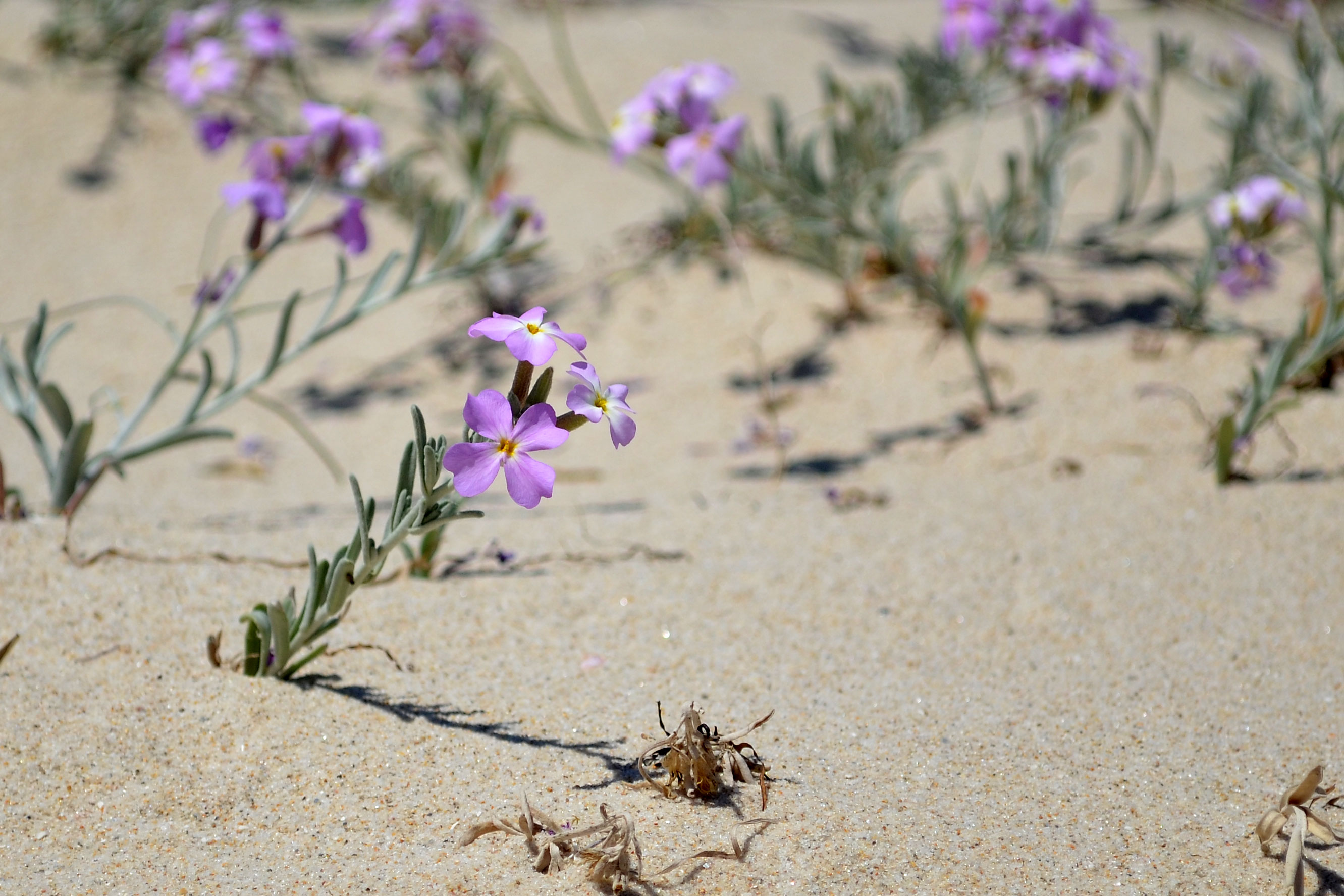 Portugalflower Conscious Lifestyle of Mine