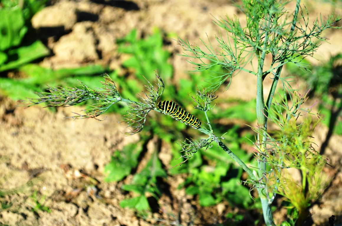 Biohof Hausmann Daniel Hausmann (6) - Conscious Lifestyle of Mine