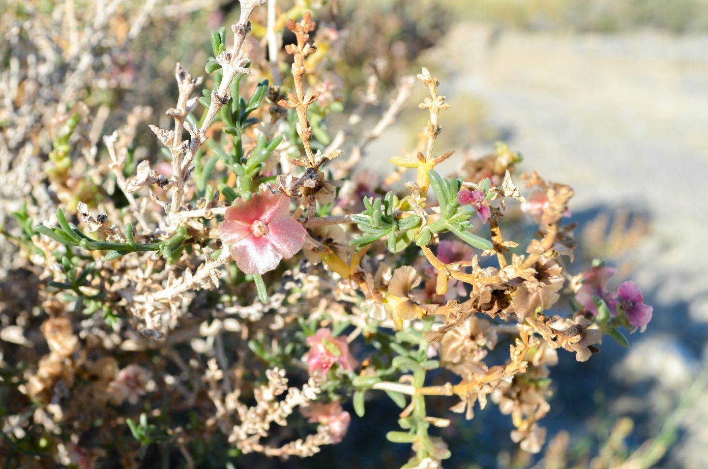 Thoughts On The Water Crisis In Spain And What We Can Do About It