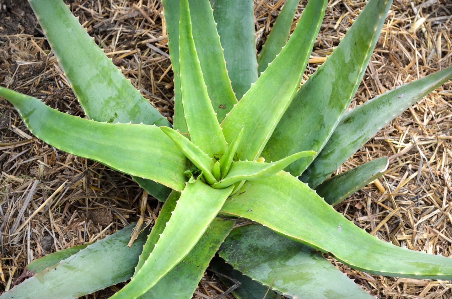 Zu Besuch bei Santaverde Naturkosmetik in Andalusien